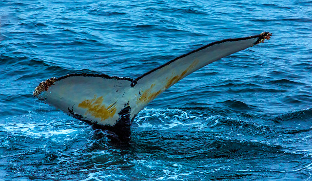 Humpback Whale Lobtailing