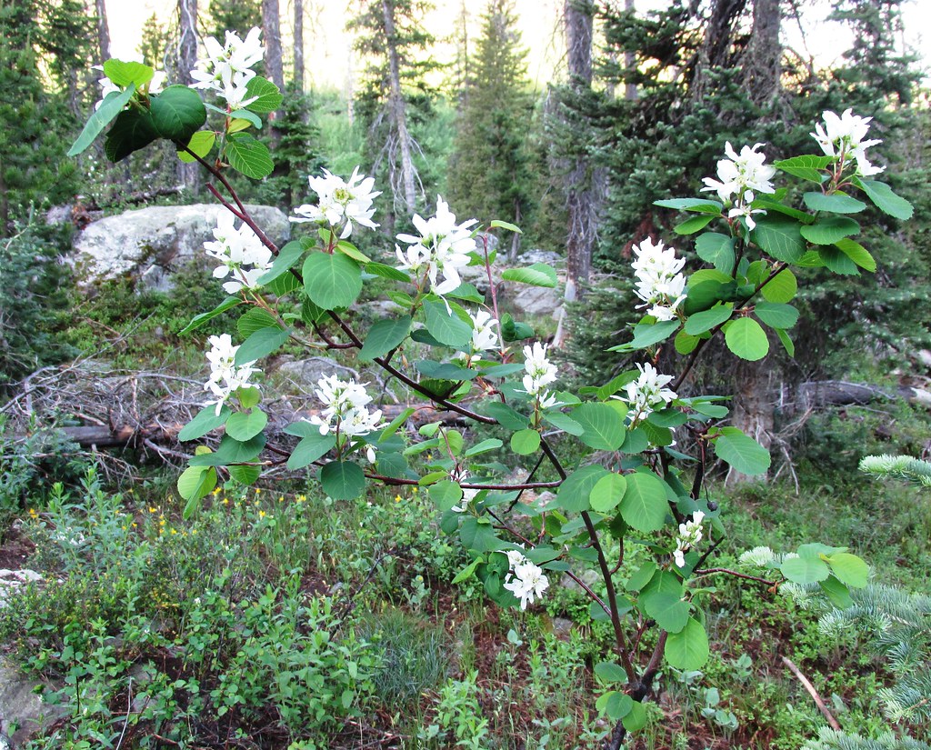 Mica Basin