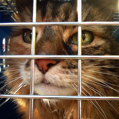 Inmate No. 112358: extended sentence for scratching mama in the face when placed in her carrier. God help that groomer this morning. | by stephanieboback