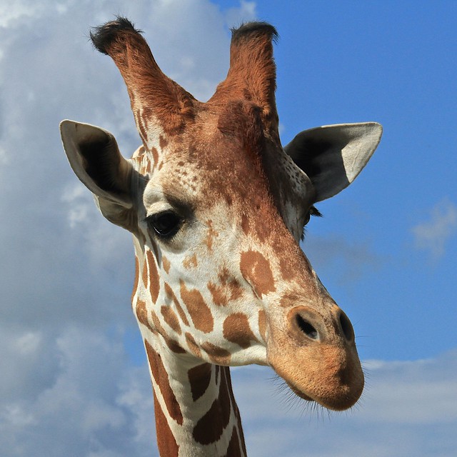Somali Giraffe_1