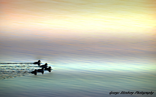 colors twilight ducks peaceful pacificnorthwest washingtonstate hoodcanal