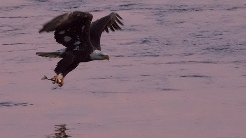 eagle baldeagle susquehannariver