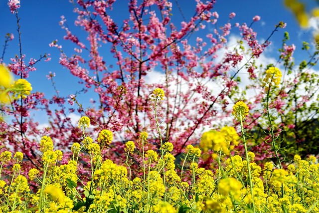 2015武陵櫻花季-當櫻花遇到油菜花