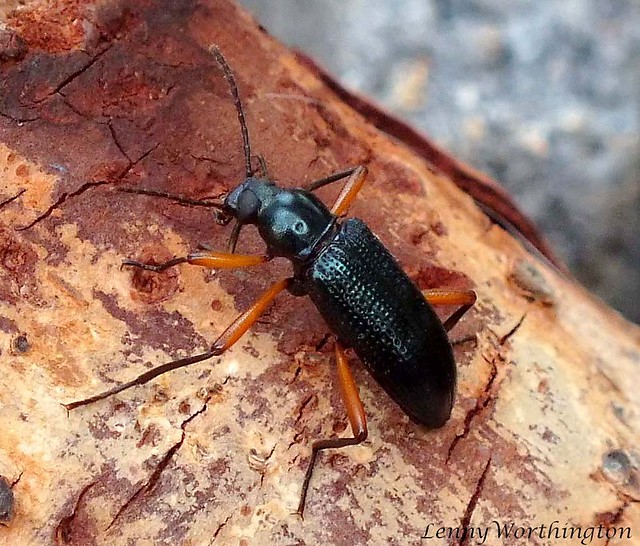Strongylium erythrocephalum (Fabricius, 1801) Red-legged Darkling Beetle Tenebrionidae Stenochiinae Stenochiini