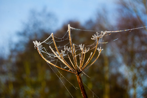 Frosty web on umbellifer
