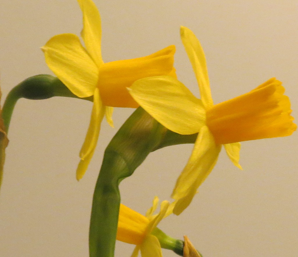 Daffodils | Jackie | Flickr