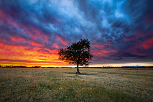 sunset sky tree field paddock