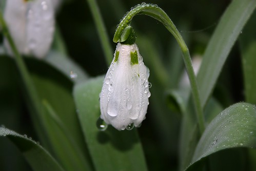 Galanthus (snowdrop)