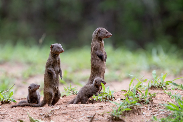 Mongoose family