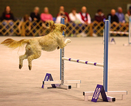 jump agility odc hurdle seattlekennelclubdogshow