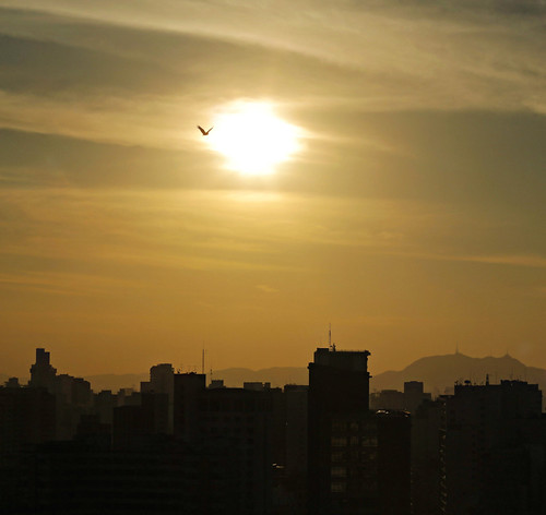 sãopaulo downtown centro bird pássaro summer city urban cool sky sunset brazil sun fly freedom canon