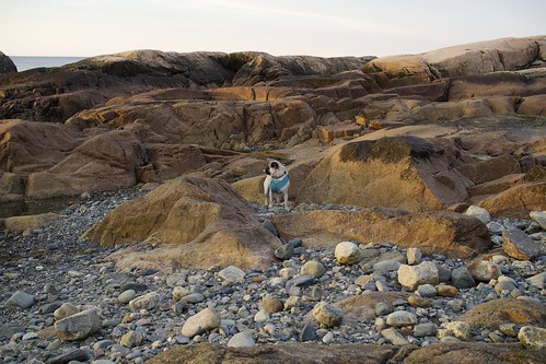 beach bennett dog minotbeach newengland olympusmzuiko25mmf18 pug rocks scituate shore