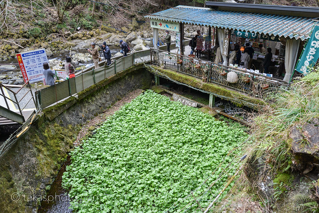 Wasabi Farm at Jōren No Taki / Joren Falls, Izu, Shizuoka, Japan 浄蓮の滝 静岡