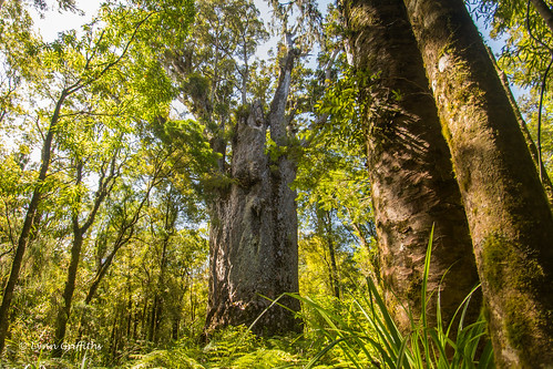 newzealand tree landscape northland waipouaforest landscapephotography outdoorphotography