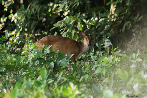 travel nature wildlife kerala deer palakkad muntjac parambikulam barkingdeer indianmuntjac