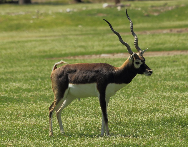 Antílope negro de la India IMG_2186