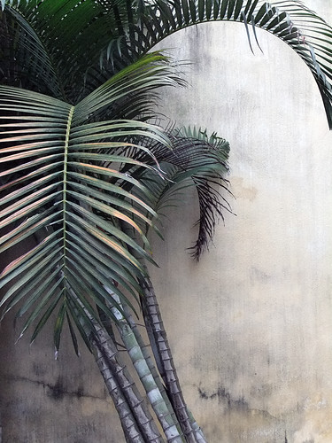 abstract palm tree in Hoi An, Vietnam