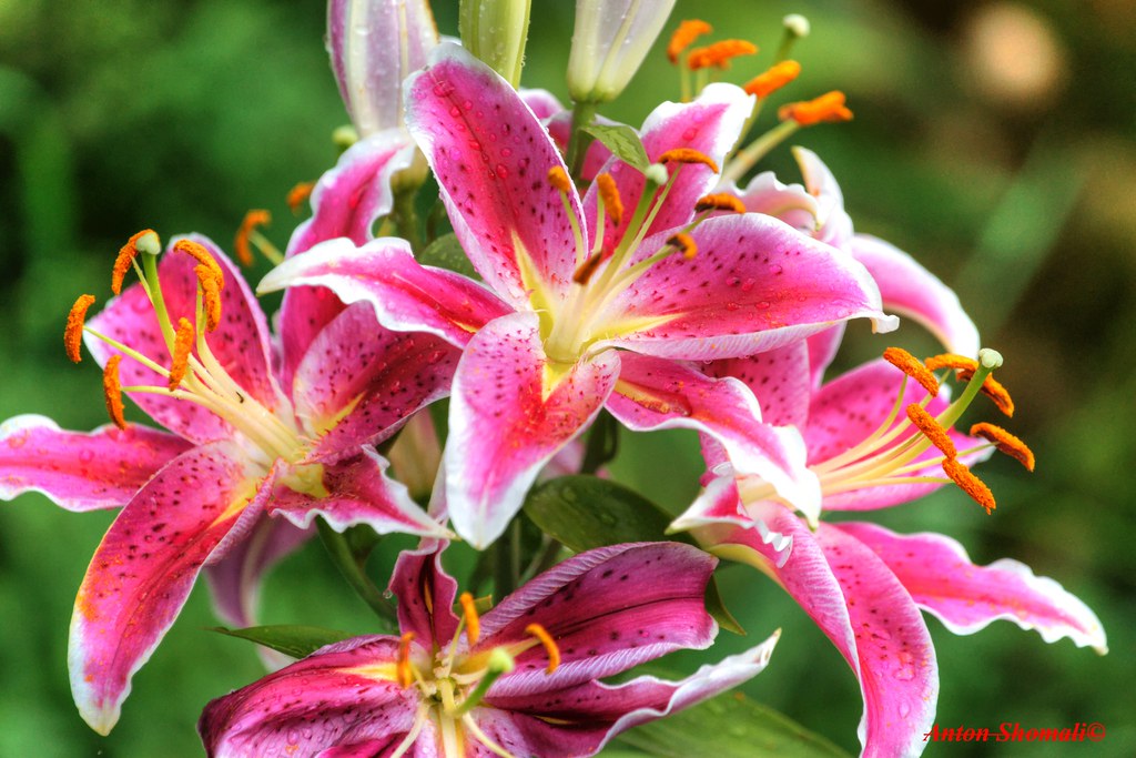 Wet Lilies Flowers | Wet stargazer lilies flowers www.facebo… | Flickr