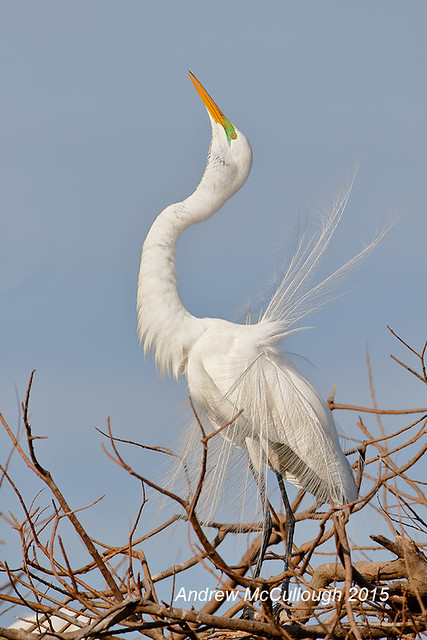 Displaying Great White Egret