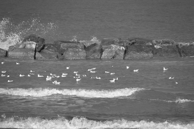 Placid seagulls
