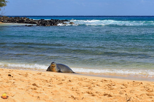 koloa hawaii unitedstates hawaiian monk seal wildlife kauai poipu pacific island sand outdoors vacation destination paradise etbtsy danielnovakphoto
