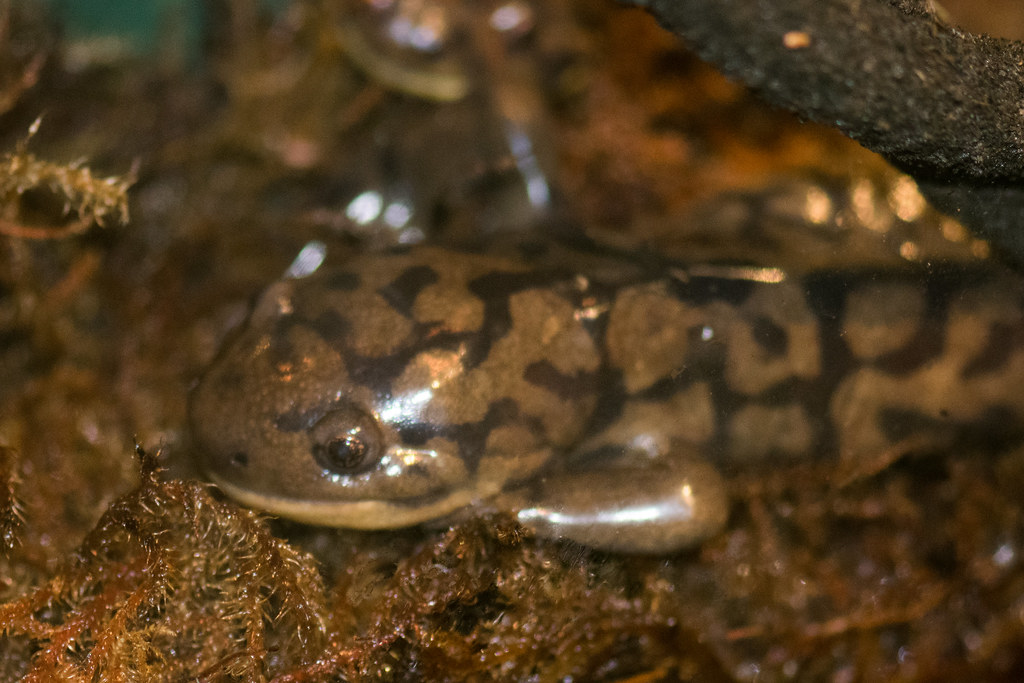 Salamander in malay