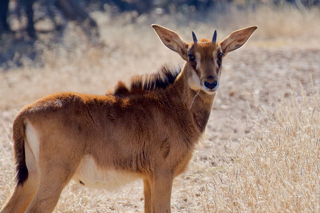 Sable Antelope Calf