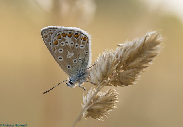 Butterfly.... Common Blue