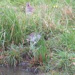 WE-LC-2018 Project Godwit chick WfG-WL(E)