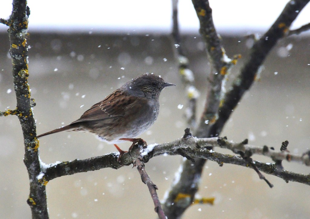 Sparrow in the blizzard