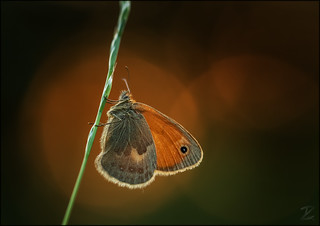 Kleines Wiesenvögelchen (Small heath (butterfly))