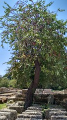 Trees in the shrine of ancient Olympia - Τα δένδρα του ιερού της αρχαίας Ολυμπίας #08