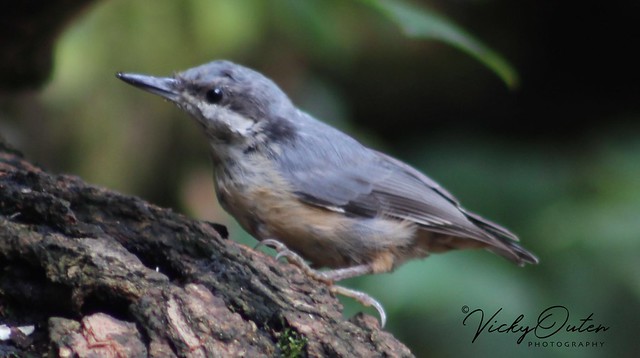 Nuthatch make a quick appearance at Pennington Flash