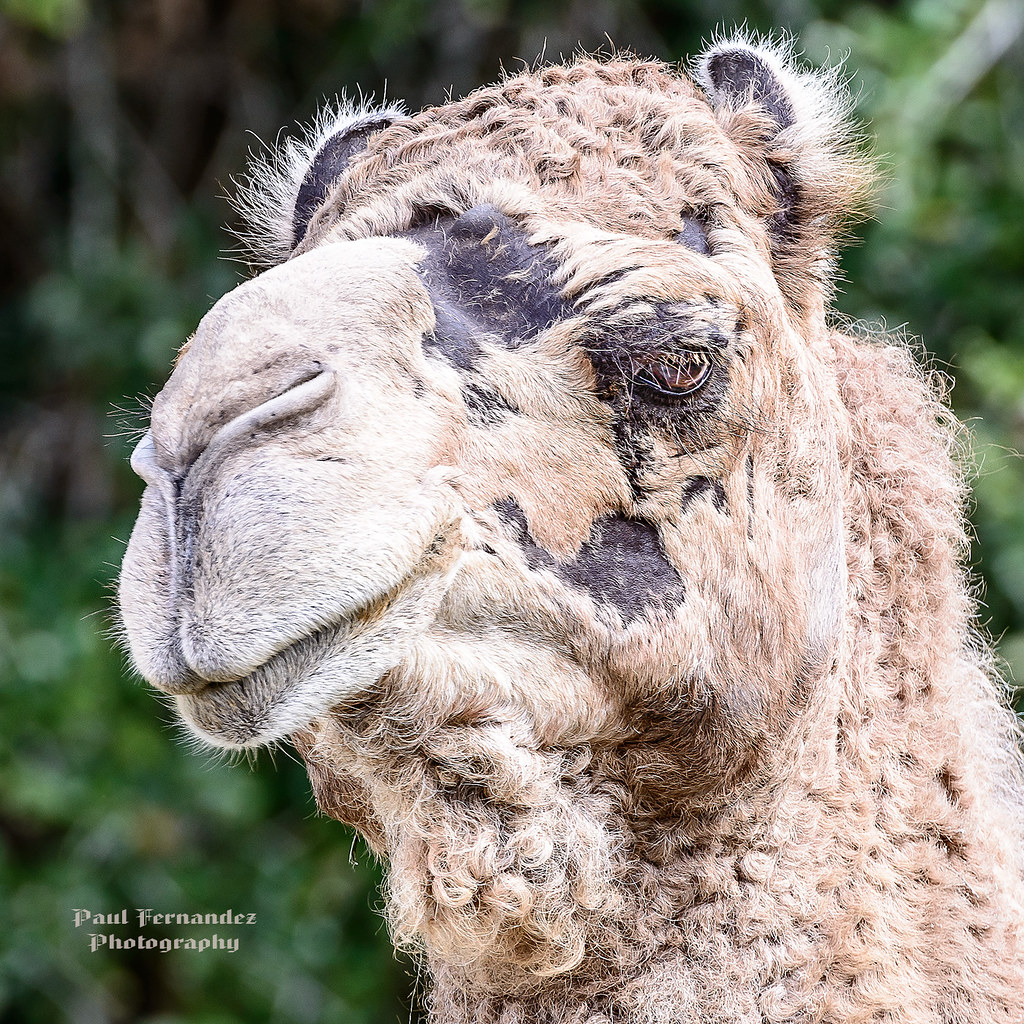 Dromedary Camel in ½ Profile at Zoo Miami, Florida | Flickr