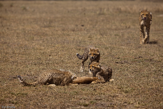 Cheetahs on a kill, Tanzania