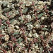 Flickr photo 'thymeleaf sandmat, Chamaesyce serpyllifolia ssp. serpyllifolia' by: Jim Morefield.