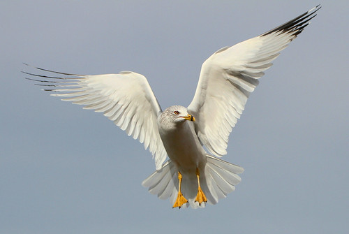 dallas texas gull flight whiterocklake ringbilledgull larusdelawarensis sunsetbay canon7d canonef70300mmf456lisusmlens