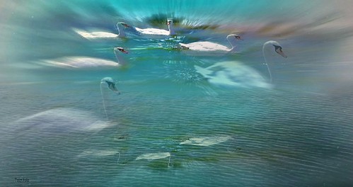 swan lake - lago del cigno - O Lago dos Cisnes - lago de los Cisnes | by I am Tony fotos