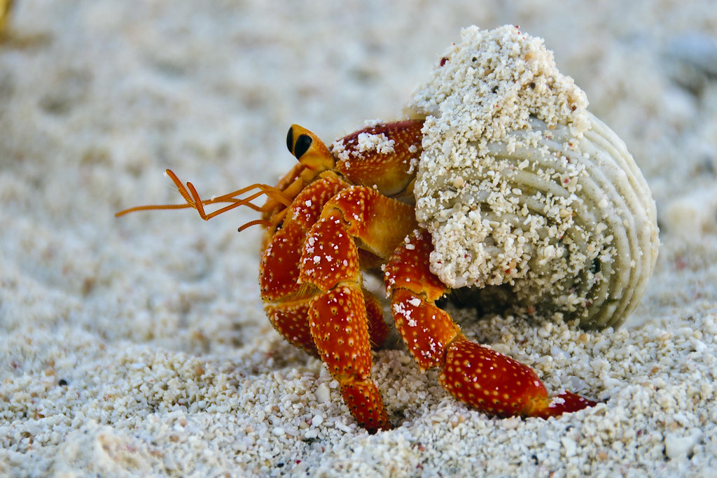 Flinders Main Cay-Land Hermit Crab