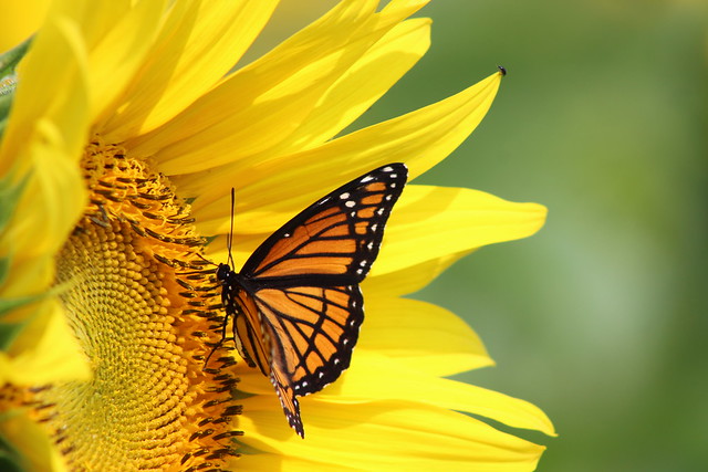 Sunflower and Buttlerfly (Monarch)