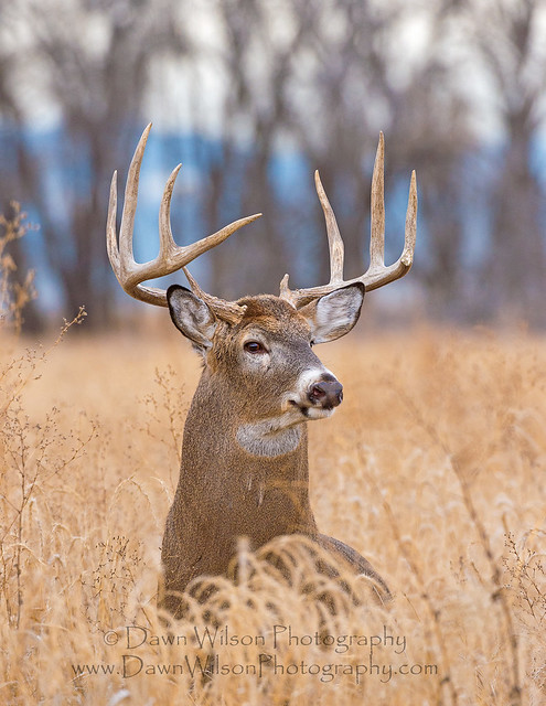 White-tailed_deer_buck_20