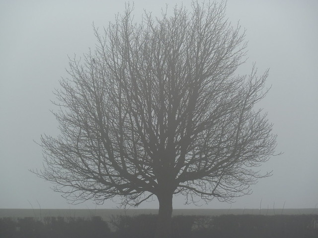 Foggy Morning