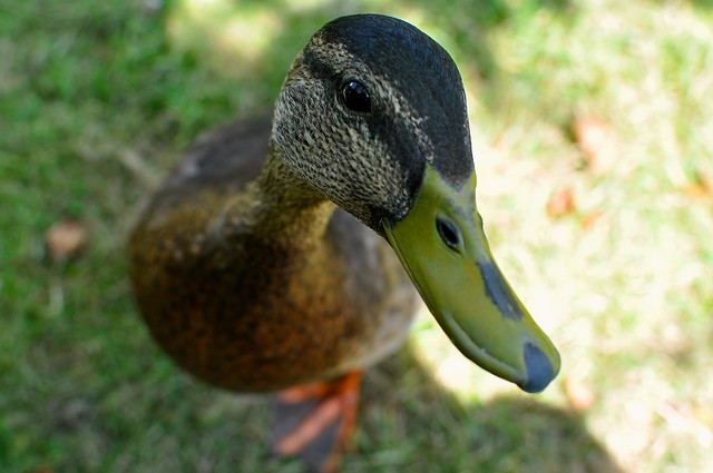 duck head