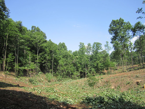 Clearcutting the pond site