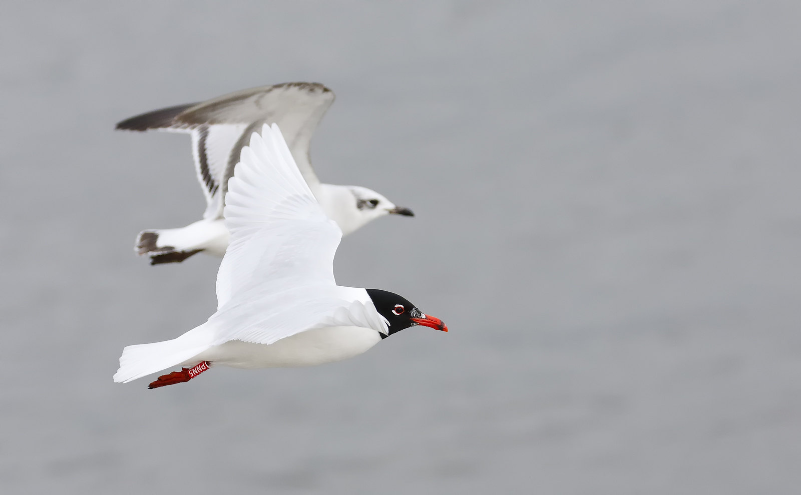 Adult Med Gull with 1st Winter Med Gull behind