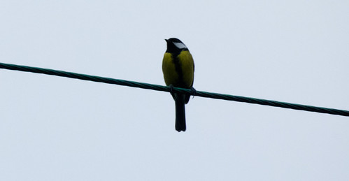 Great tit on a telephone wire
