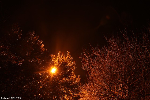 Un arbre illuminé par un lampadaire en pleine nuit