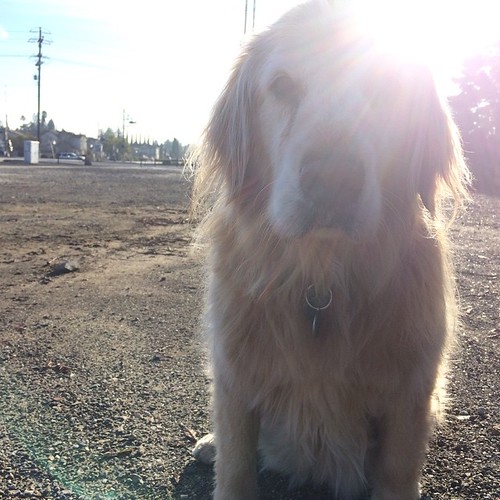 Happiness is walking my dogs... | by Tina Case