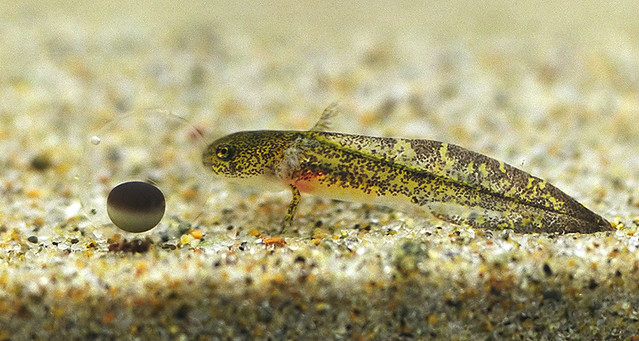 Ambystoma macrodactylum - Longtoed salamander