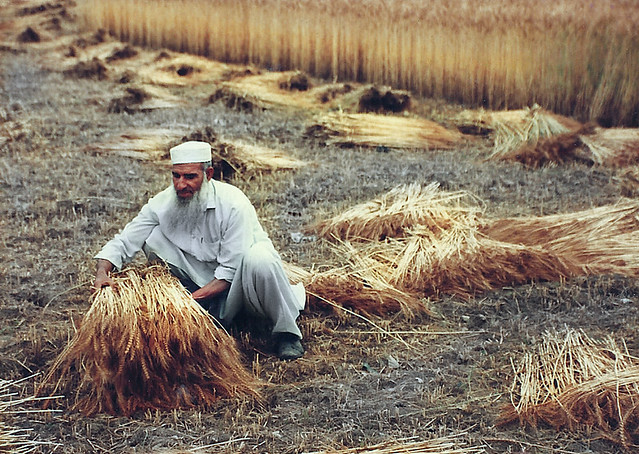 Harvest time--But Kara , Pakistan